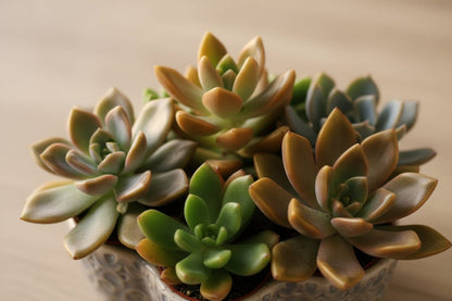 Mix de 20 Succulentes - 5,5 x 10 cm - Verdeia