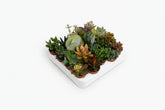 Mix de 20 Succulentes - 5,5 x 10 cm - Verdeia