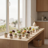 Mix de 20 Succulentes - 5,5 x 10 cm - Verdeia