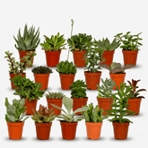 Mix de 20 Succulentes — Plantes grasses — Ø5,5 cm — H7 cm - Verdeia