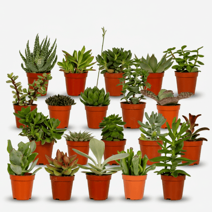 Mix de 20 Succulentes — Plantes grasses — Ø5,5 cm — H7 cm - Verdeia