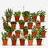 Mix de 20 Succulentes — Plantes grasses — Ø5,5 cm — H7 cm - Verdeia