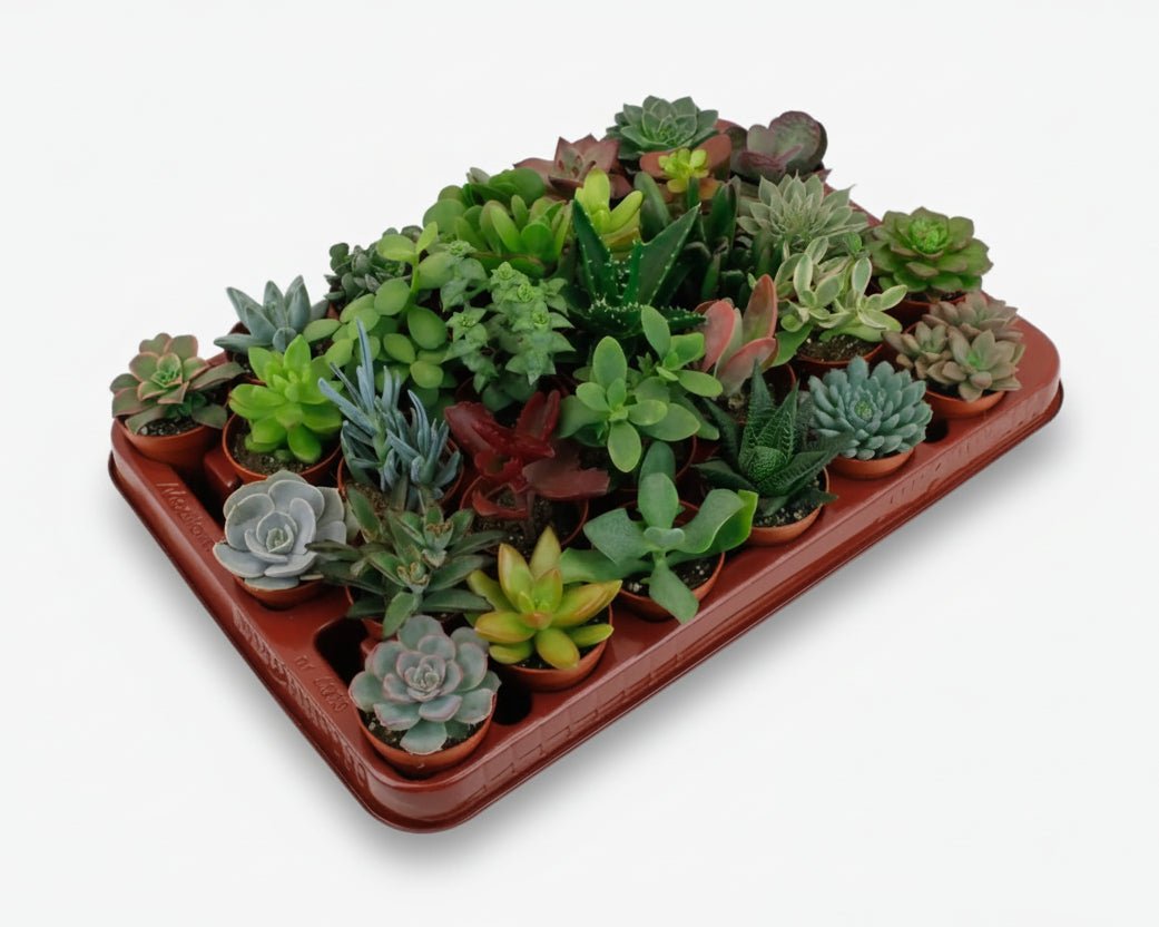Mix de 30 succulentes — Plantes grasses assorties — Ø5,5 cm — H7 cm - Verdeia