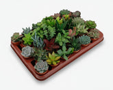 Mix de 30 succulentes — Plantes grasses assorties — Ø5,5 cm — H7 cm - Verdeia