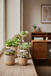 Mix de 30 succulentes — Plantes grasses assorties — Ø5,5 cm — H7 cm - Verdeia