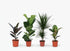 Mix de plantes vertes — Lot de 4 — Ø17 cm — H55–75 cm - Verdeia