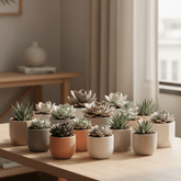 Mix de succulentes / Plantes grasses assorties – Lot de 18 – D8,5 x H10 cm - Verdeia