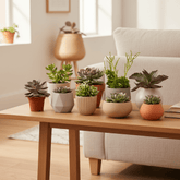 Mix de succulentes / Plantes grasses assorties – Lot de 9 – D8,5 x H10 cm - Verdeia