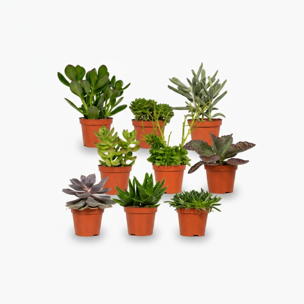 Mix de succulentes / Plantes grasses assorties – Lot de 9 – Ø8,5cm – ↕10cm - Verdeia