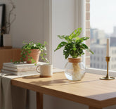 Monstera Adansonii en bocal en verre avec bouchon – Ø12 cm – H25 cm - Verdeia