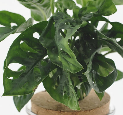 Monstera Adansonii en bocal en verre avec bouchon – Ø12 cm – H25 cm - Verdeia