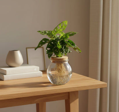 Monstera Adansonii en bocal en verre avec bouchon – Ø12 cm – H25 cm - Verdeia