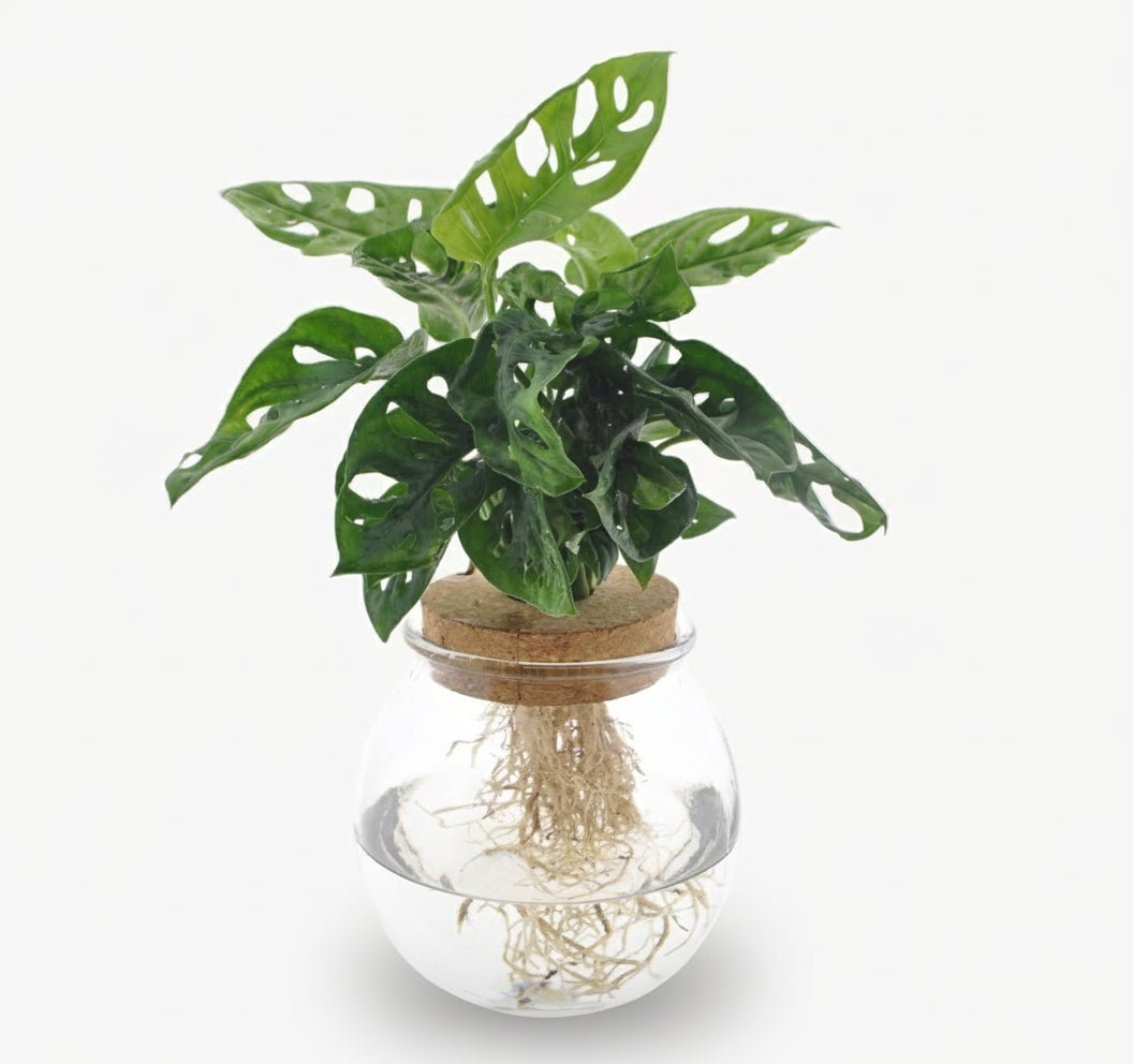 Monstera Adansonii en bocal en verre avec bouchon – Ø12 cm – H25 cm - Verdeia