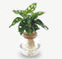 Monstera Adansonii en bocal en verre avec bouchon – Ø12 cm – H25 cm - Verdeia