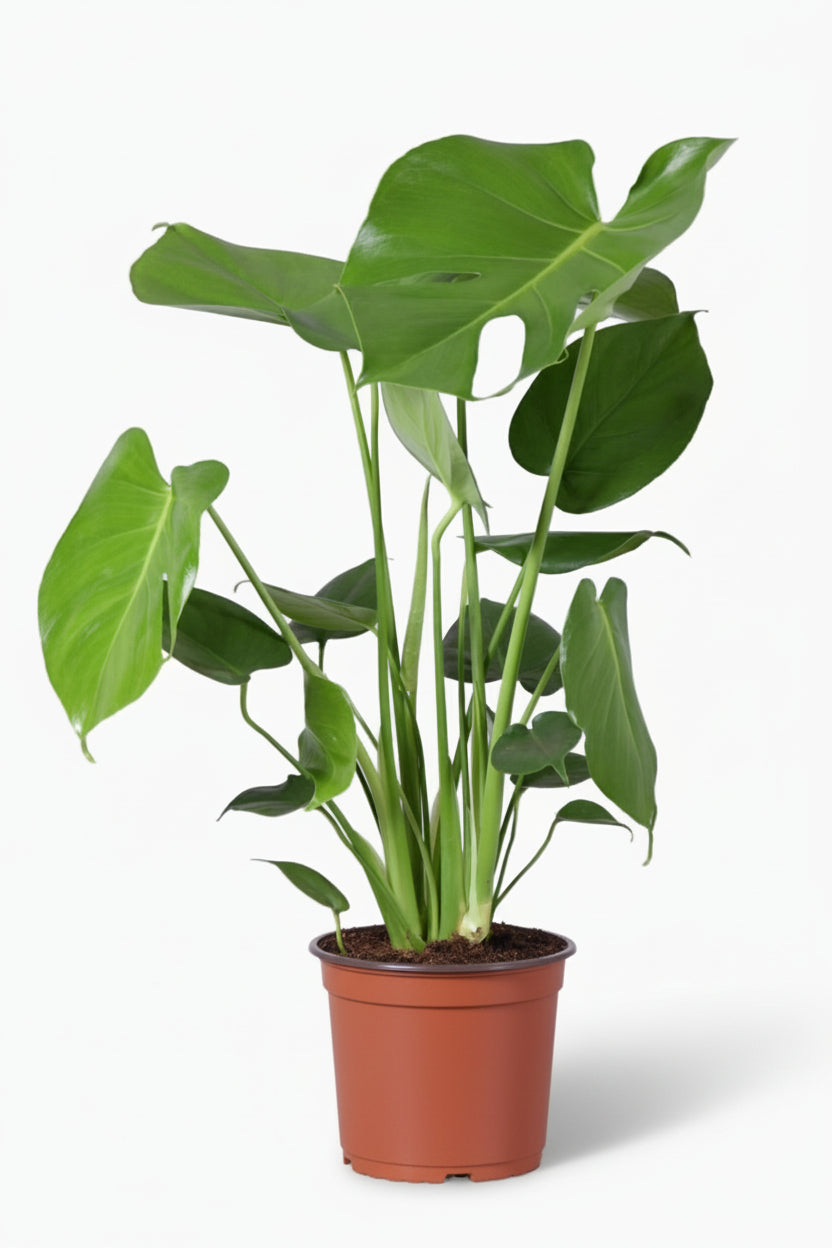 Monstera deliciosa – Plante à trous / Faux philodendron - Verdeia