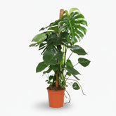 Monstera deliciosa – Plante à trous / Faux philodendron - Verdeia
