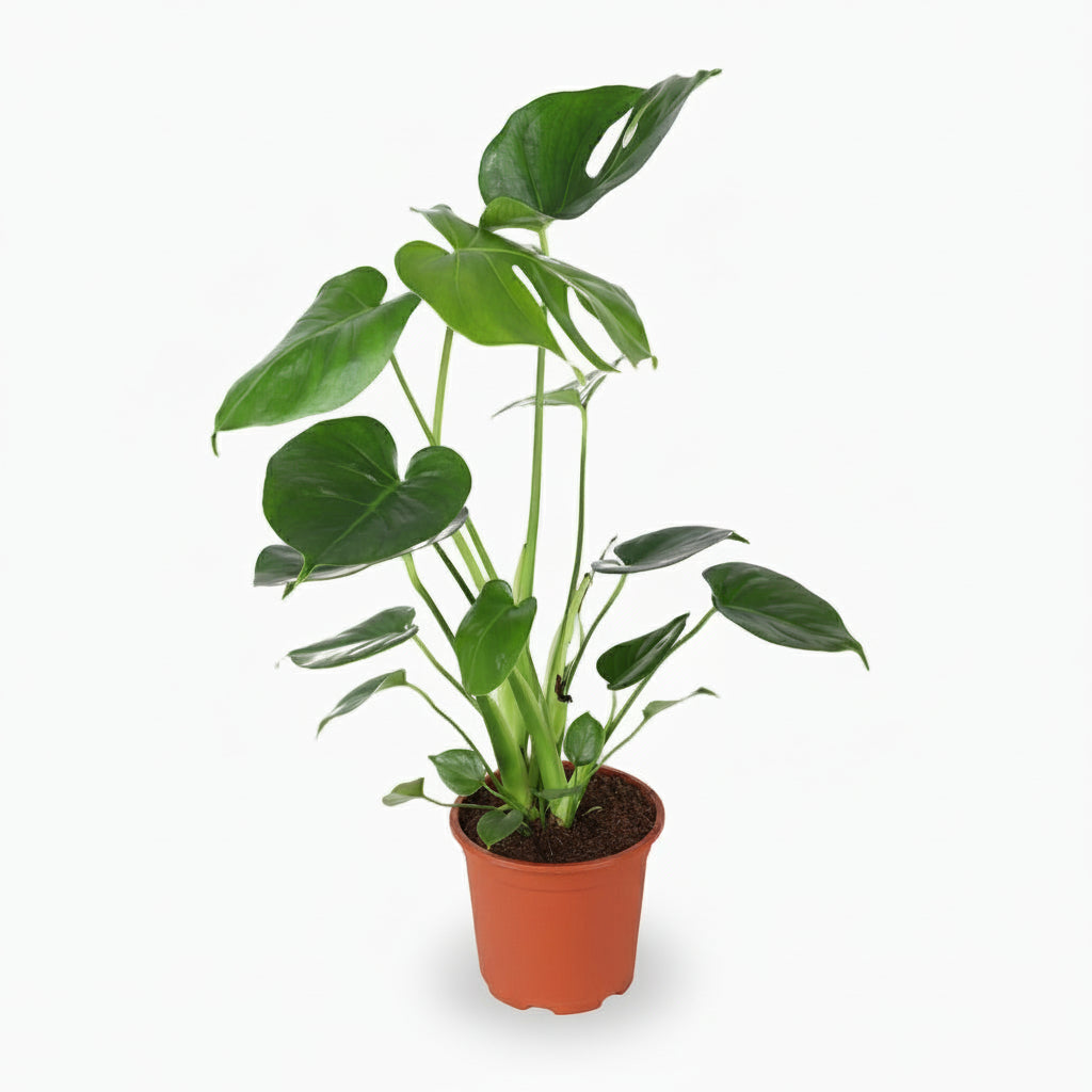 Monstera deliciosa – Plante à trous / Faux philodendron - Verdeia