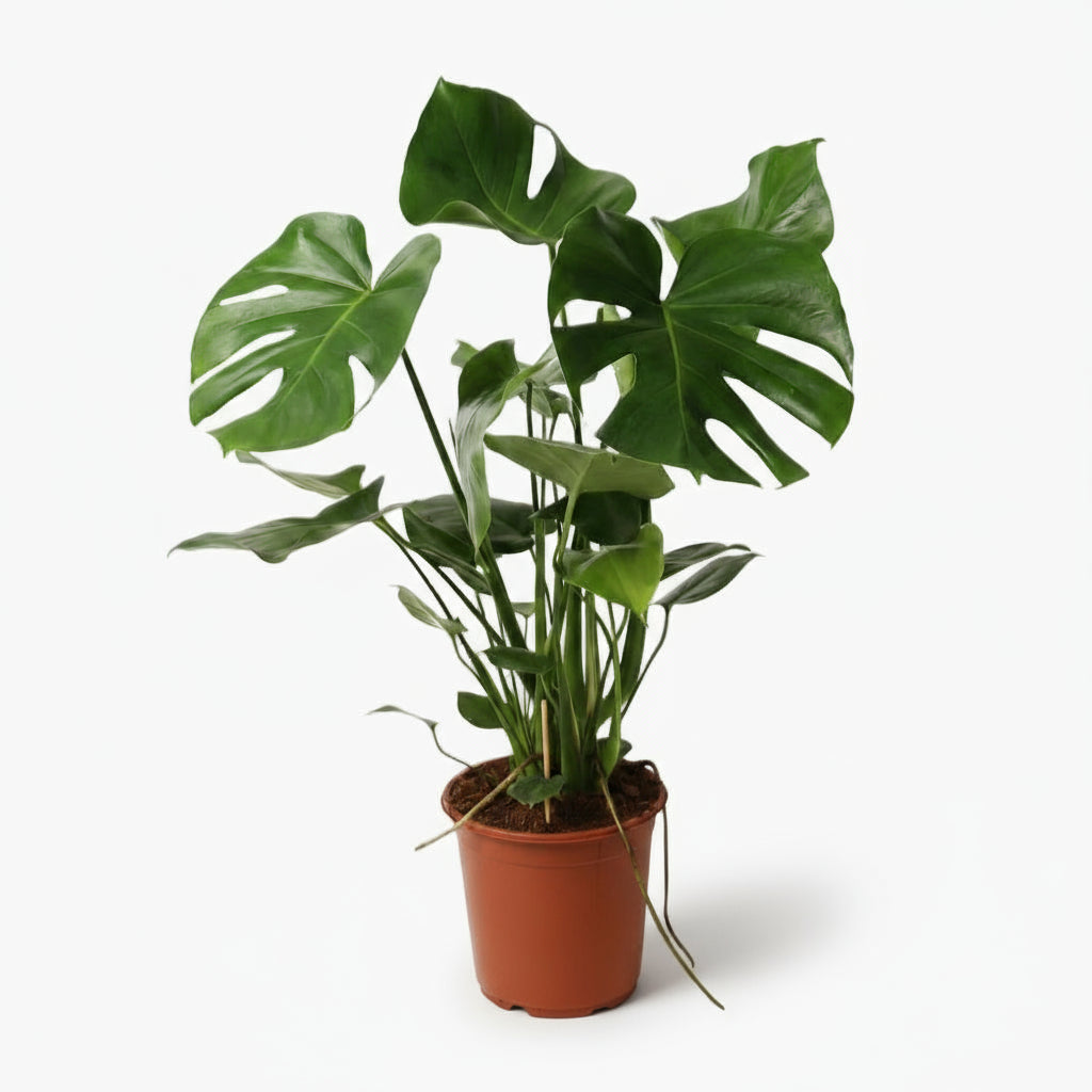 Monstera deliciosa – Plante à trous / Faux philodendron - Verdeia