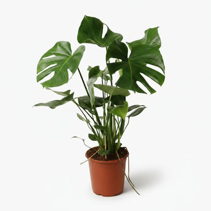 Monstera deliciosa – Plante à trous / Faux philodendron - Verdeia