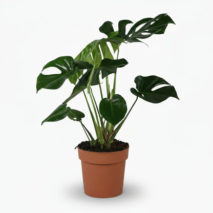 Monstera deliciosa – Plante à trous / Faux philodendron - Verdeia