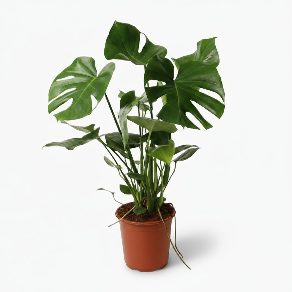 Monstera deliciosa – Plante à trous / Faux philodendron - Verdeia
