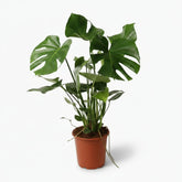Monstera deliciosa – Plante à trous / Faux philodendron - Verdeia
