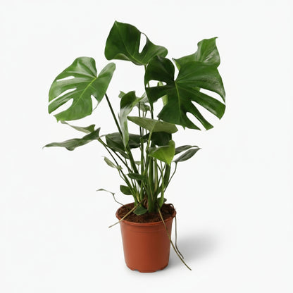 Monstera deliciosa – Plante à trous / Faux philodendron - Verdeia