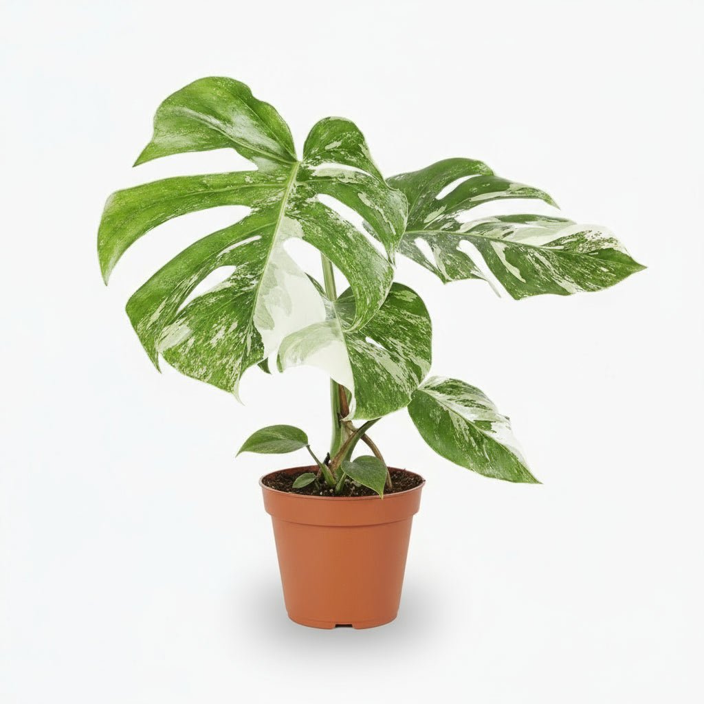 Monstera Deliciosa Variegata - Ø15cm - ↕45cm - Verdeia