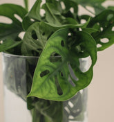 Monstera en vase cylindre en verre – Ø12 cm – H25 cm - Verdeia