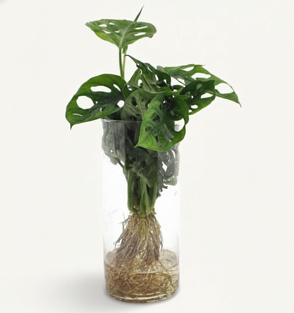 Monstera en vase cylindre en verre – Ø12 cm – H25 cm - Verdeia