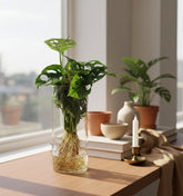 Monstera en vase cylindre en verre – Ø12 cm – H25 cm - Verdeia