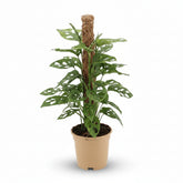 Monstera Monkey Leaf – Monstera adansonii - Verdeia