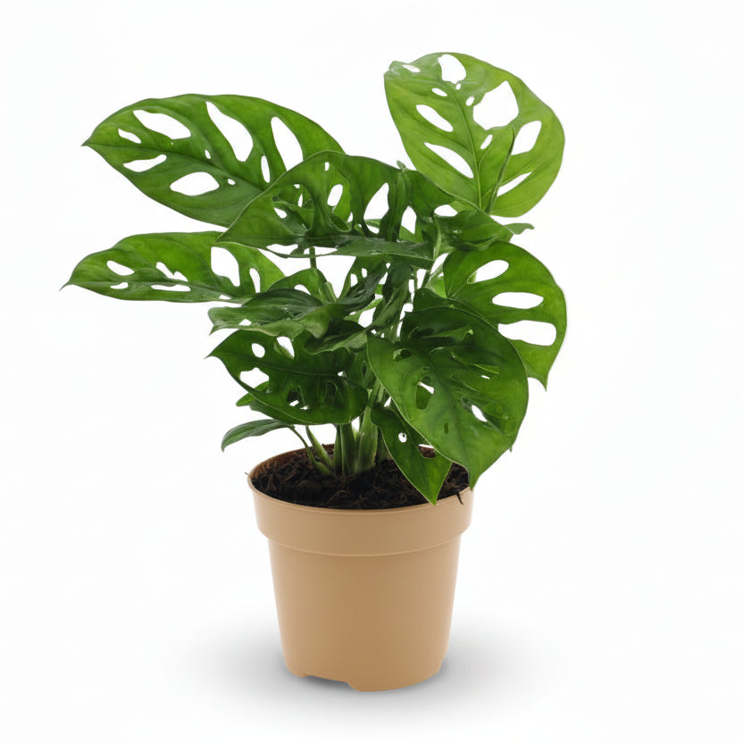 Monstera Monkey Leaf – Monstera adansonii - Verdeia