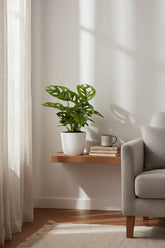 Monstera Monkey Leaf — Monstera adansonii - Verdeia