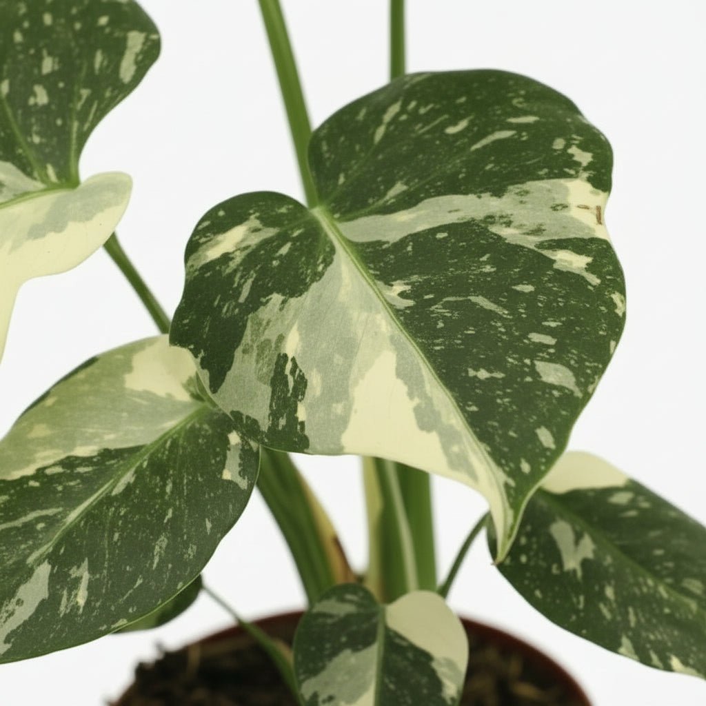 Monstera Thai Constellation — Ø15 cm — H50 cm - Verdeia
