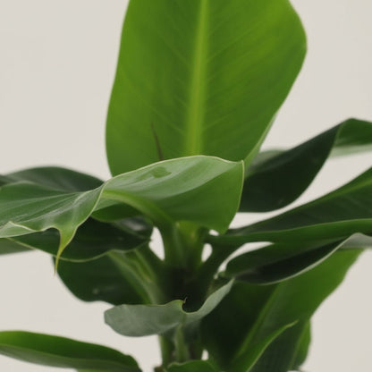 Musa Oriental Dwarf – Bananier nain – Ø12cm – ↕25cm - Verdeia