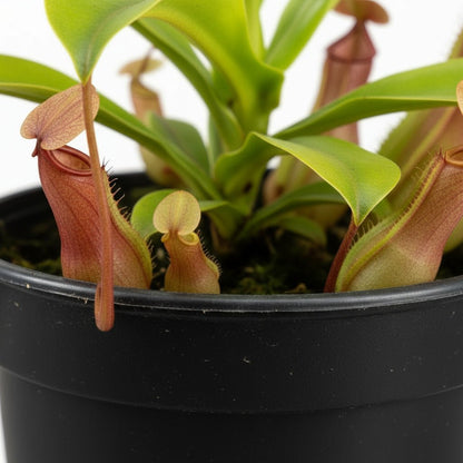 Nepenthes alata — Ø12cm - H17cm - Verdeia