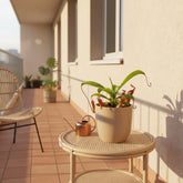 Nepenthes alata — Ø12cm - H17cm - Verdeia