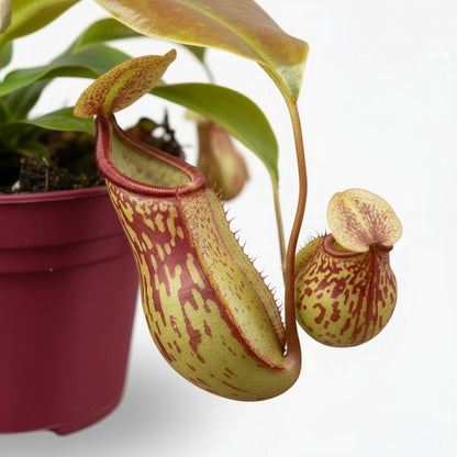 Nepenthes ‘Gaya’ — Plante carnivore tropicale - Verdeia