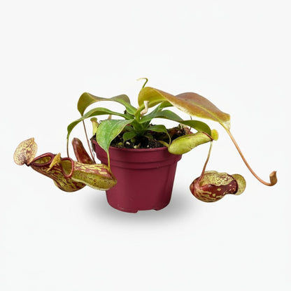 Nepenthes ‘Gaya’ — Plante carnivore tropicale - Verdeia
