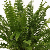 Nephrolepis ‘Green Lady’ – Fougère de Boston - Verdeia