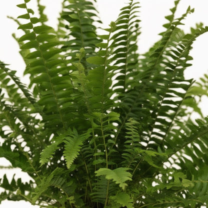 Nephrolepis ‘Green Lady’ – Fougère de Boston - Verdeia