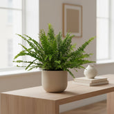 Nephrolepis ‘Green Lady’ – Fougère de Boston - Verdeia