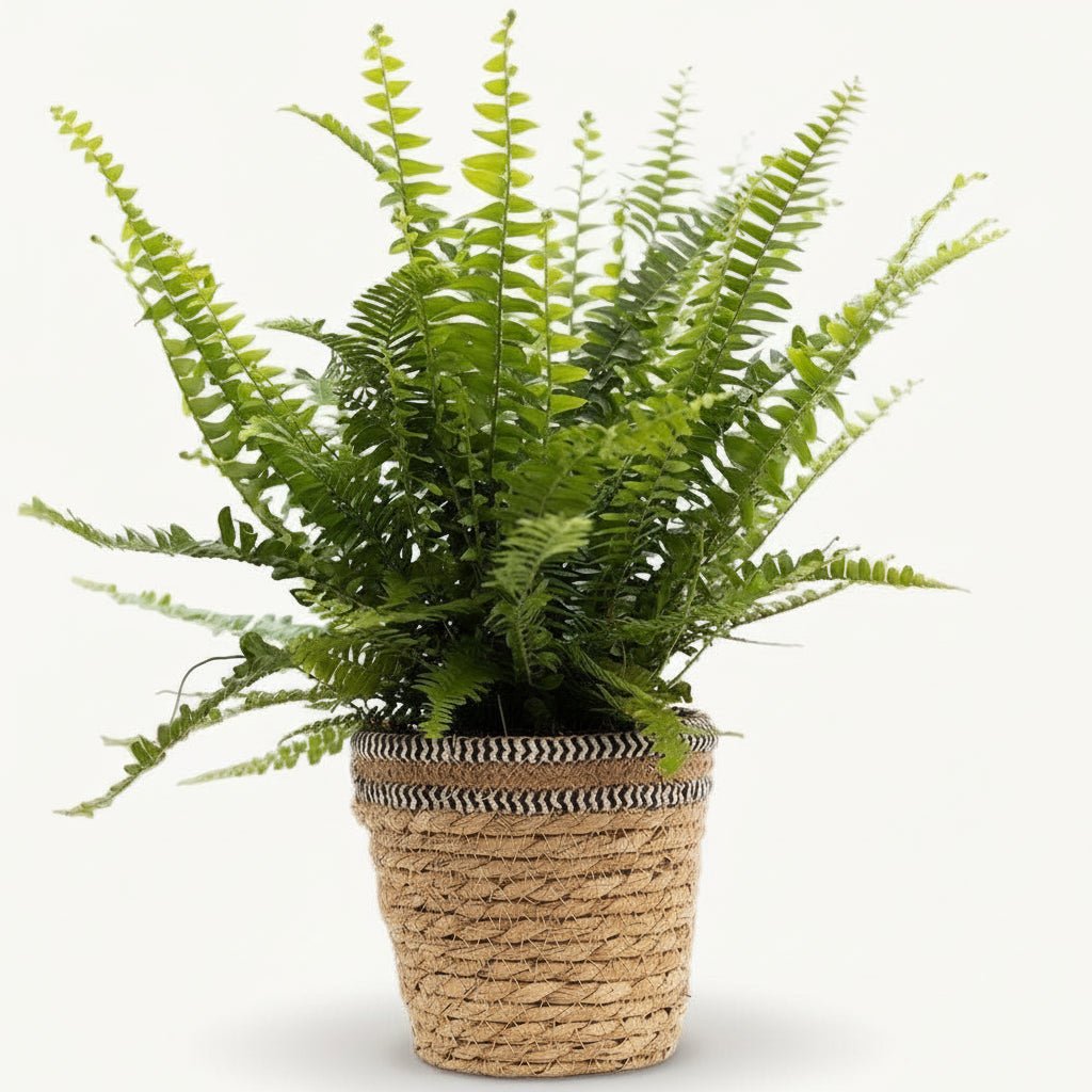 Nephrolepis Green Lady – Panier naturel tressé (Ø12 x H35 cm) - Verdeia
