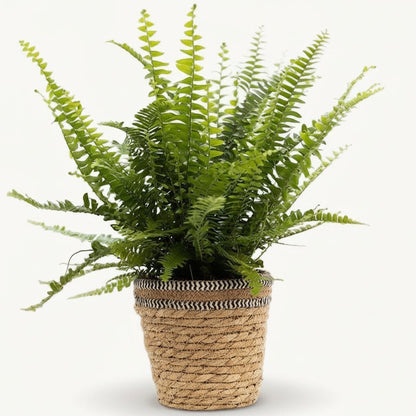Nephrolepis Green Lady – Panier naturel tressé (Ø12 x H35 cm) - Verdeia