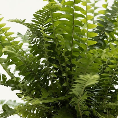 Nephrolepis Green Lady – Panier naturel tressé (Ø12 x H35 cm) - Verdeia