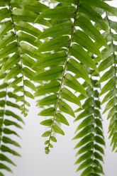 Nephrolepis ‘Macho’ – Grande fougère tropicale - Ø20cm - ↕100cm - Verdeia