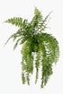 Nephrolepis ‘Macho’ – Grande fougère tropicale - Ø20cm - ↕100cm - Verdeia