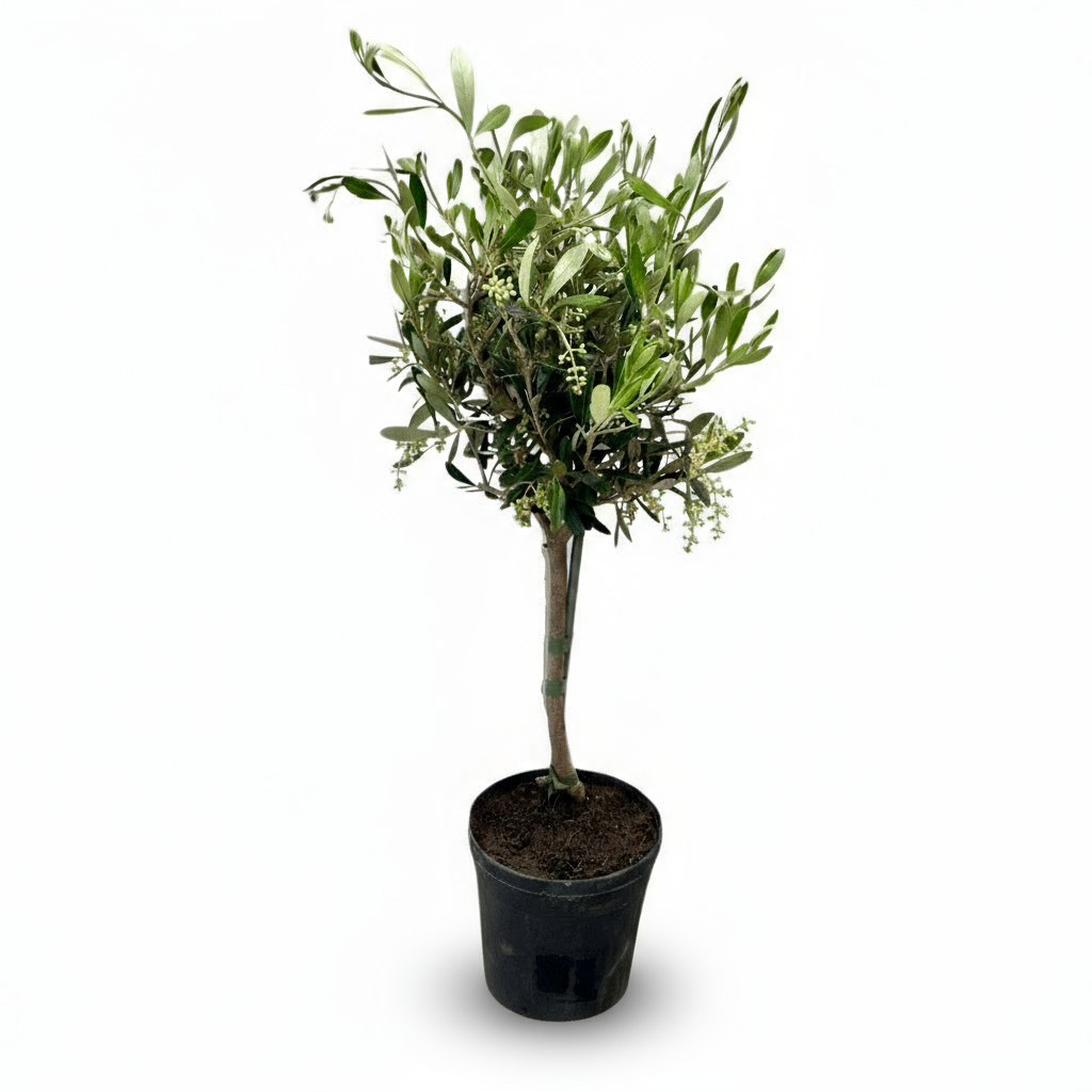 Olea europaea – Olivier d’intérieur et d’extérieur - Verdeia