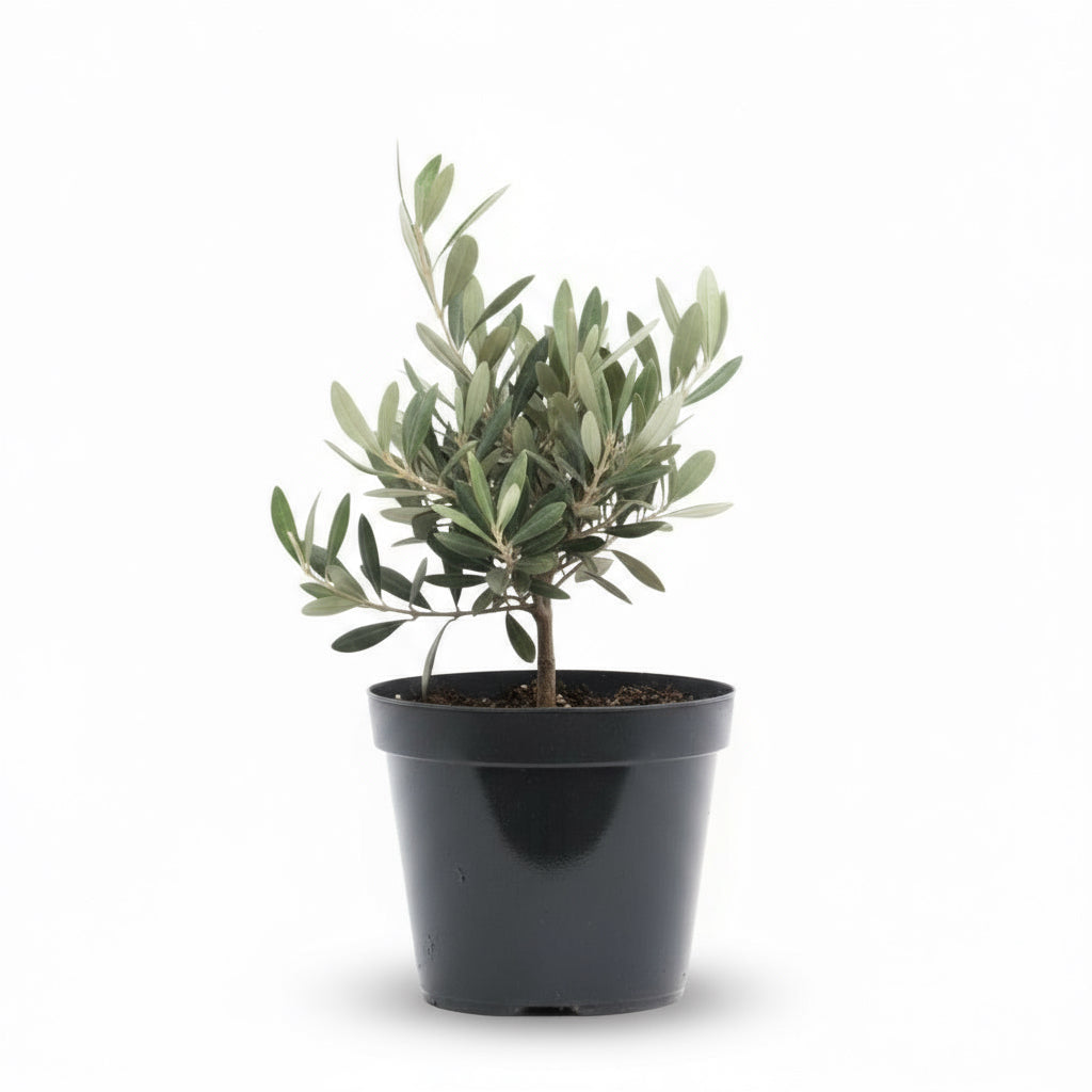 Olea europaea – Olivier d’intérieur et d’extérieur - Verdeia